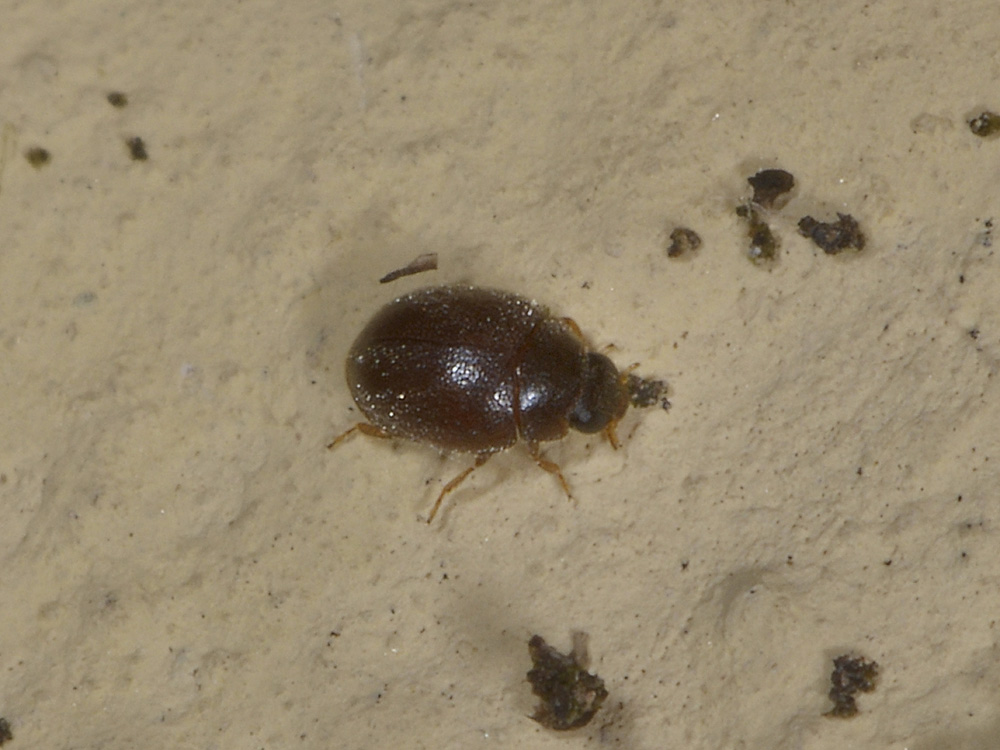 1,5 mm. di ....Coccinella? - Scymnus o... No, Stethorus pusillus